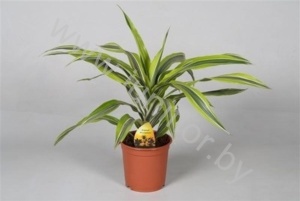 Драцена Dracaena Lemon Lime Kopstek