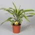 Драцена Dracaena Lemon Lime Kopstek Драцена Dracaena Lemon Lime Kopstek