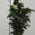 Фикус Ficus Danielle Фикус Ficus Danielle