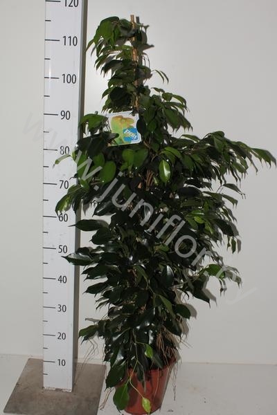 Фикус Ficus Danielle