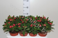 Эуфорбия Euphorbia milii grp Vulcanus