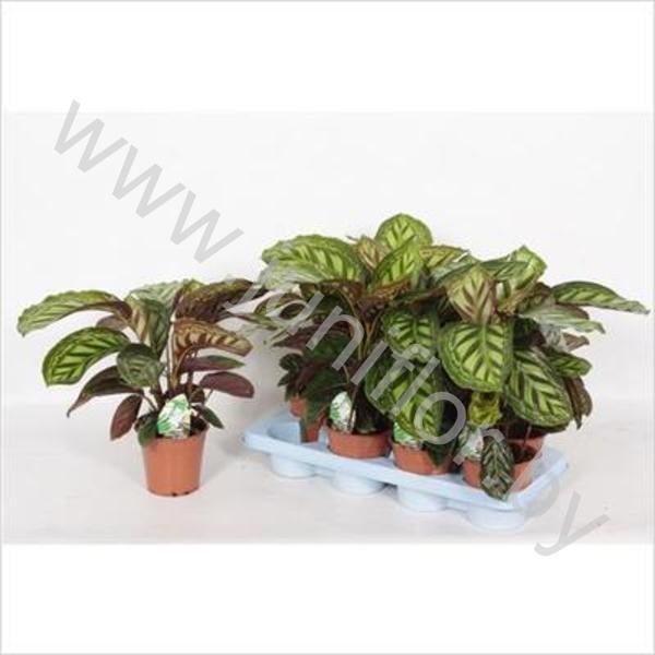 Калатея Calathea Flamestar