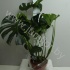Монстера Monstera Deliciosa