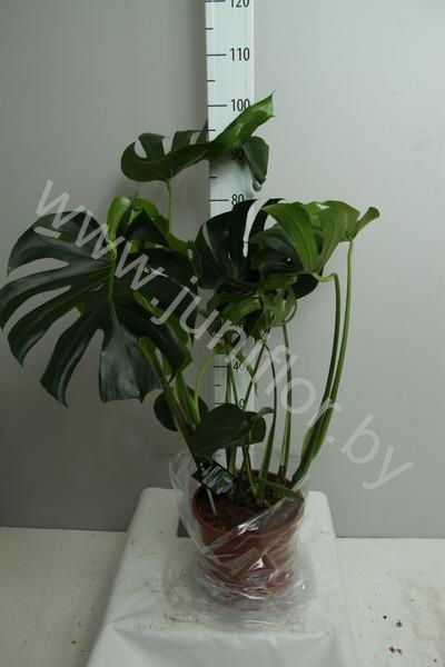 Монстера Monstera Deliciosa