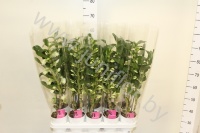 Дендробиум Dendrobium Nob.Star Cl White 2 tak
