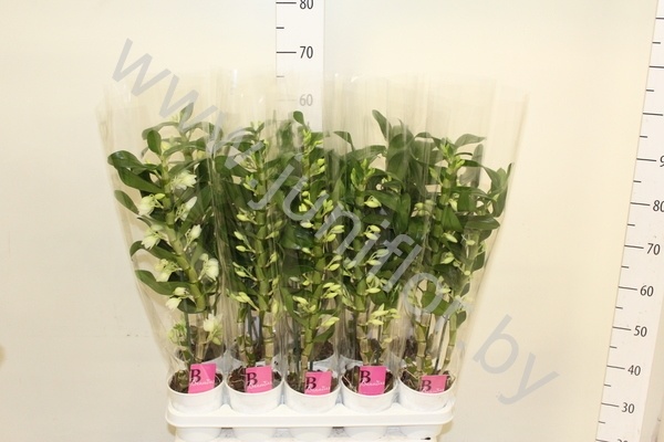Дендробиум Dendrobium Nob.Star Cl White 2 tak