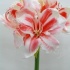 Амарилис Amarryllis Ambince Амарилис Amarryllis Ambince