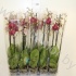 Фаленопсис Phal Kimono 2 tak Фаленопсис Phal Kimono 2 tak