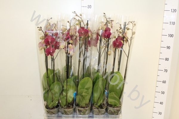 Фаленопсис Phal Kimono 2 tak Фаленопсис Phal Kimono 2 tak