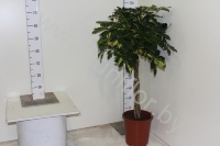 Шеффлера Schefflera Gold Capella Gevlochten