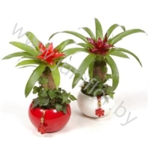 Бромелия Bromelia Op Hout Bon Ami Classic Bronze+Hanger
