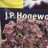 Гвоздика Molly Pink Гвоздика Molly Pink