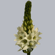 Орнитогалум Ornithogalum Thyrsoides Mount Fuji