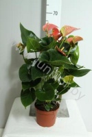 Антуриум Amis