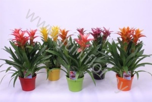 Гузмания Sweet Mix In Glas
