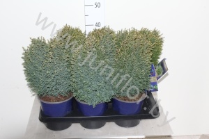 Кипарис Chamaecyparis Snow White