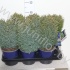 Кипарис Chamaecyparis Snow White