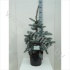 Ель Picea Oldenburg Ель Picea Oldenburg