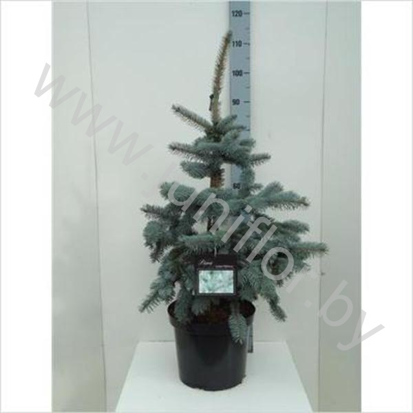 Ель Picea Oldenburg Ель Picea Oldenburg