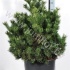 Ель Pinus Mugo Gnom Ель Pinus Mugo Gnom