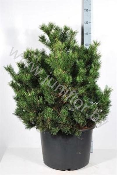 Ель  Pinus Mugo Gnom