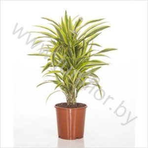 Драцена Dracaena Lemon Lime Vertakt