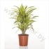 Драцена Dracaena Lemon Lime Vertakt Драцена Dracaena Lemon Lime Vertakt