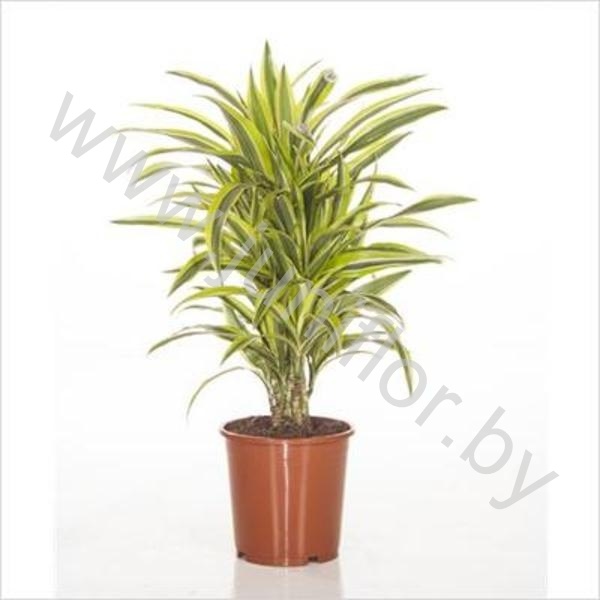 Драцена Dracaena Lemon Lime Vertakt