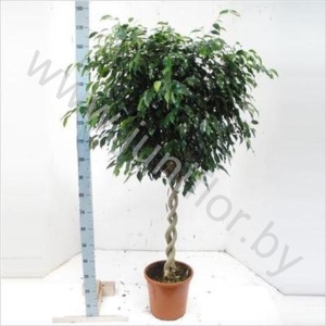 Фикус Ficus Danielle Dubbele Spiraal