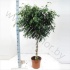 Фикус Ficus Danielle Dubbele Spiraal