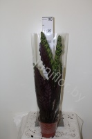 Калатея  Calathea Lancifolia