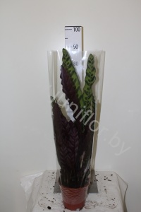Калатея Calathea Lancifolia
