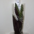 Калатея Calathea Lancifolia Калатея Calathea Lancifolia