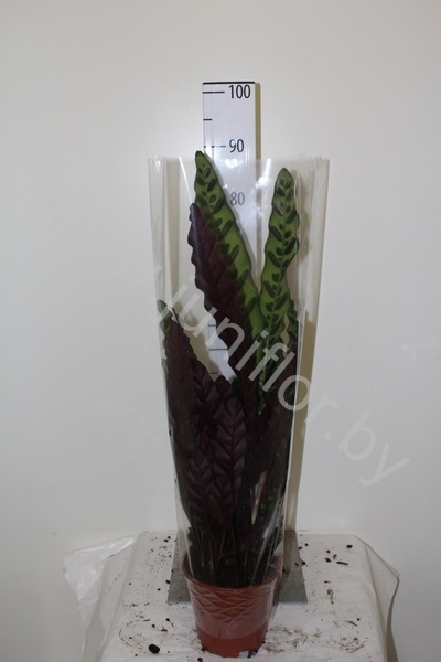 Калатея  Calathea Lancifolia