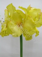 Амарилис Amarryllis Green