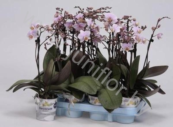 Фаленопсис Phal Kolibri Argentinie 2 tak Фаленопсис Phal Kolibri Argentinie 2 tak