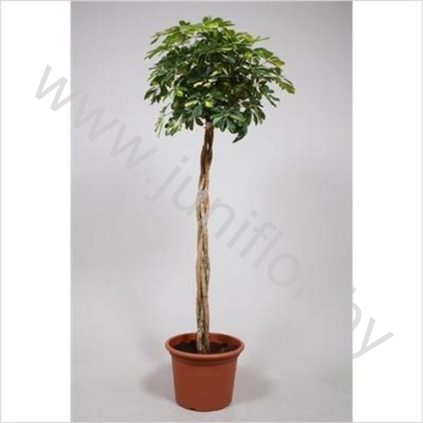 Шеффлера Schefflera Gold Capella Gevlochten