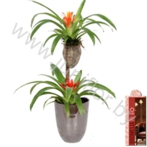 Бромелия Bromelia Op Hout Bonami Roma 129