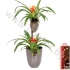 Бромелия Bromelia Op Hout Bonami Roma 129 Бромелия Bromelia Op Hout Bonami Roma 129