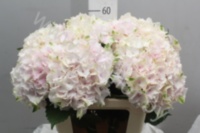 Гортензия Hydrangea Light Pink