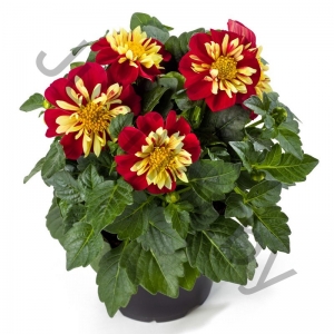 Георгина Dahlia Dahlietta Surprise Cindy