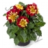 Георгина Dahlia Dahlietta Surprise Cindy Георгина Dahlia Dahlietta Surprise Cindy