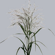 Паникум Panicum Warrior
