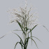 Panicum_Warrior.jpg Паникум Panicum Warrior
