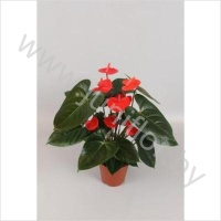 Антуриум Amoranja