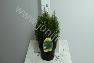 Кипарис Chamaecyparis Snow White