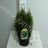 Кипарис Chamaecyparis Snow White