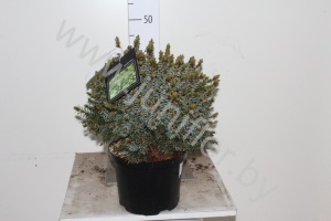 Ель Picea Omorika