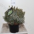 Ель Picea Omorika