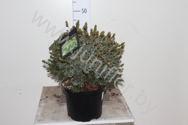 Ель Picea Omorika